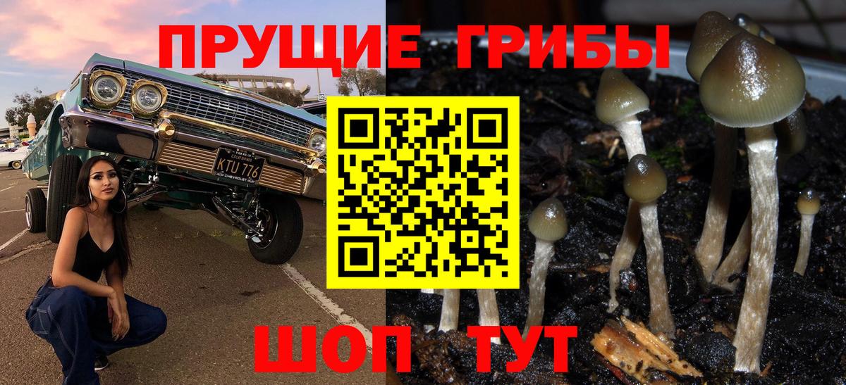 Псилоцибиновые грибы Psilocybe Избербаш